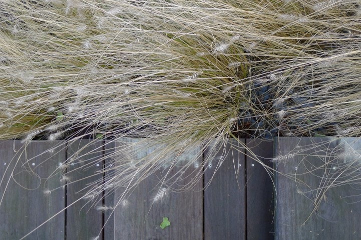 deck-grasses