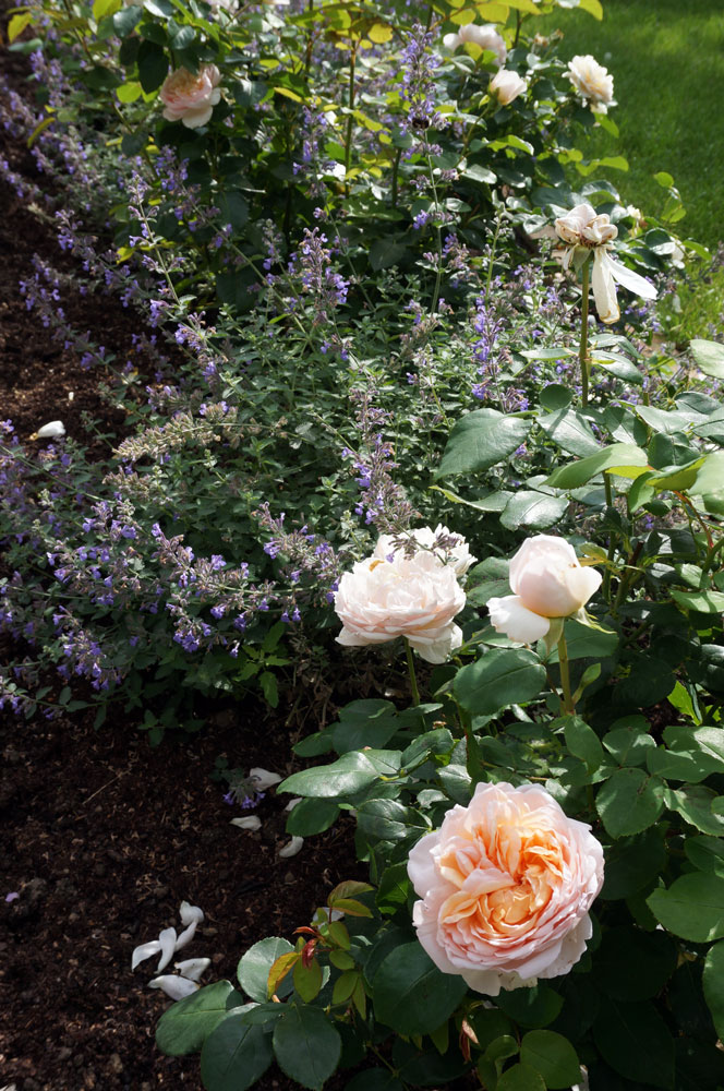 rose-catmint