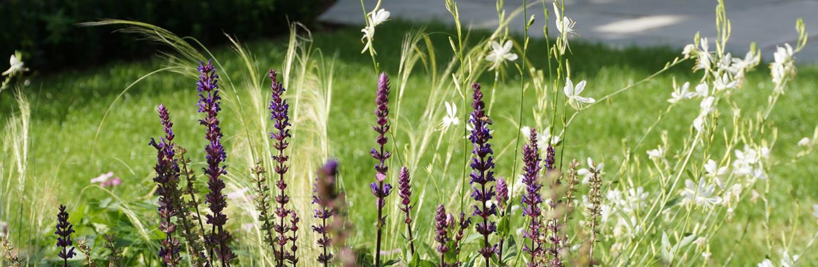 salvia-gaura-combination